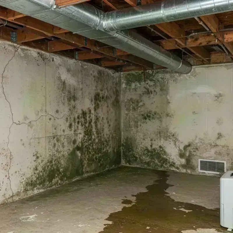 Professional Mold Removal in McClusky, ND